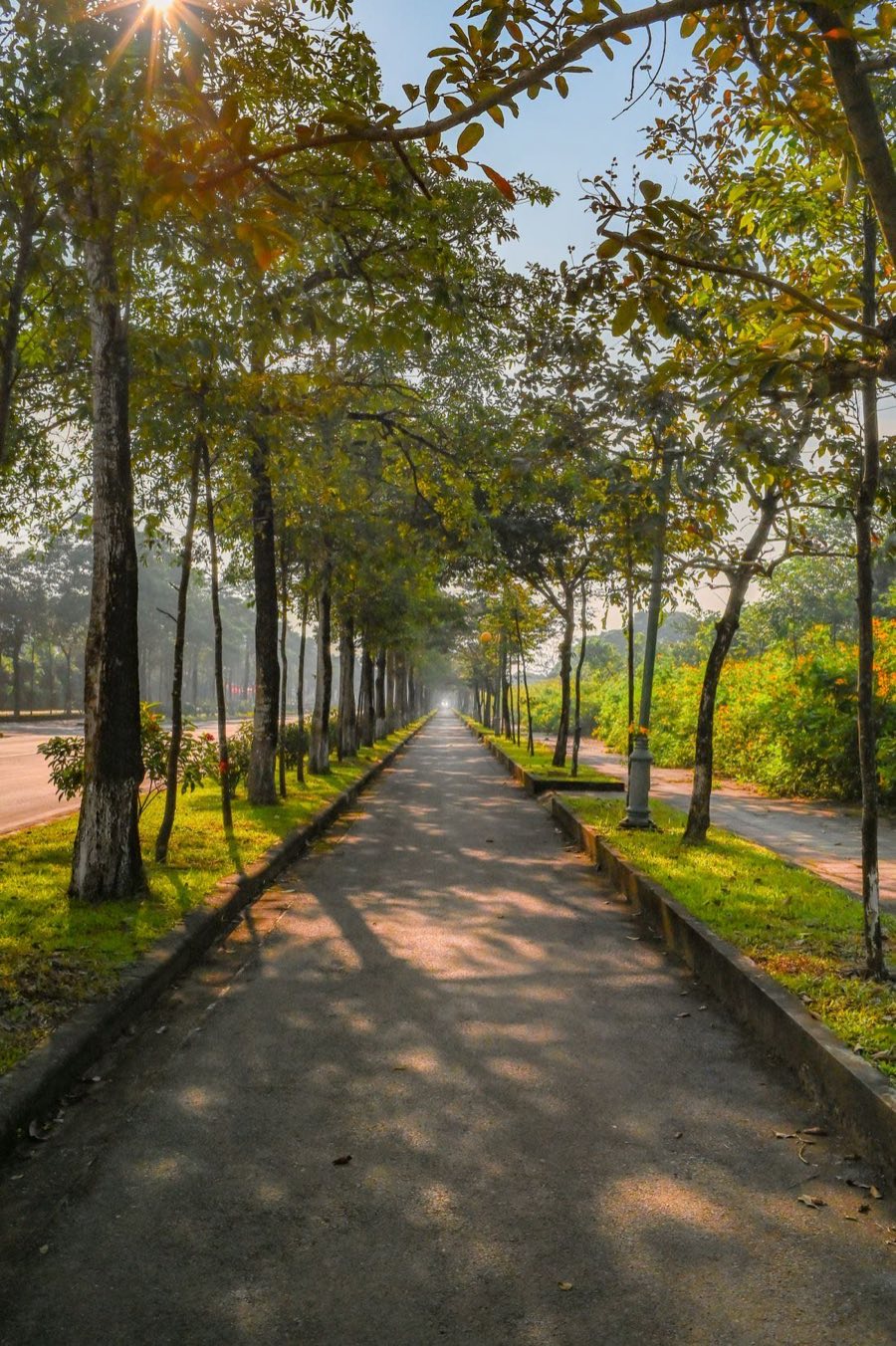 A long, empty tree-lined pathway receding toward a vanishing point in low morning sunlight.
